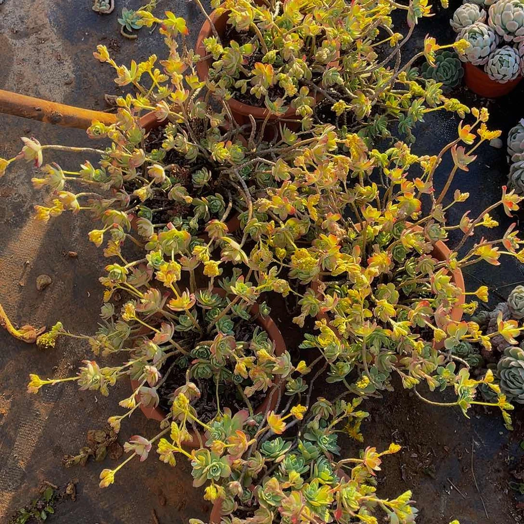 薄化妆5颗19.8米一组福利款不售后