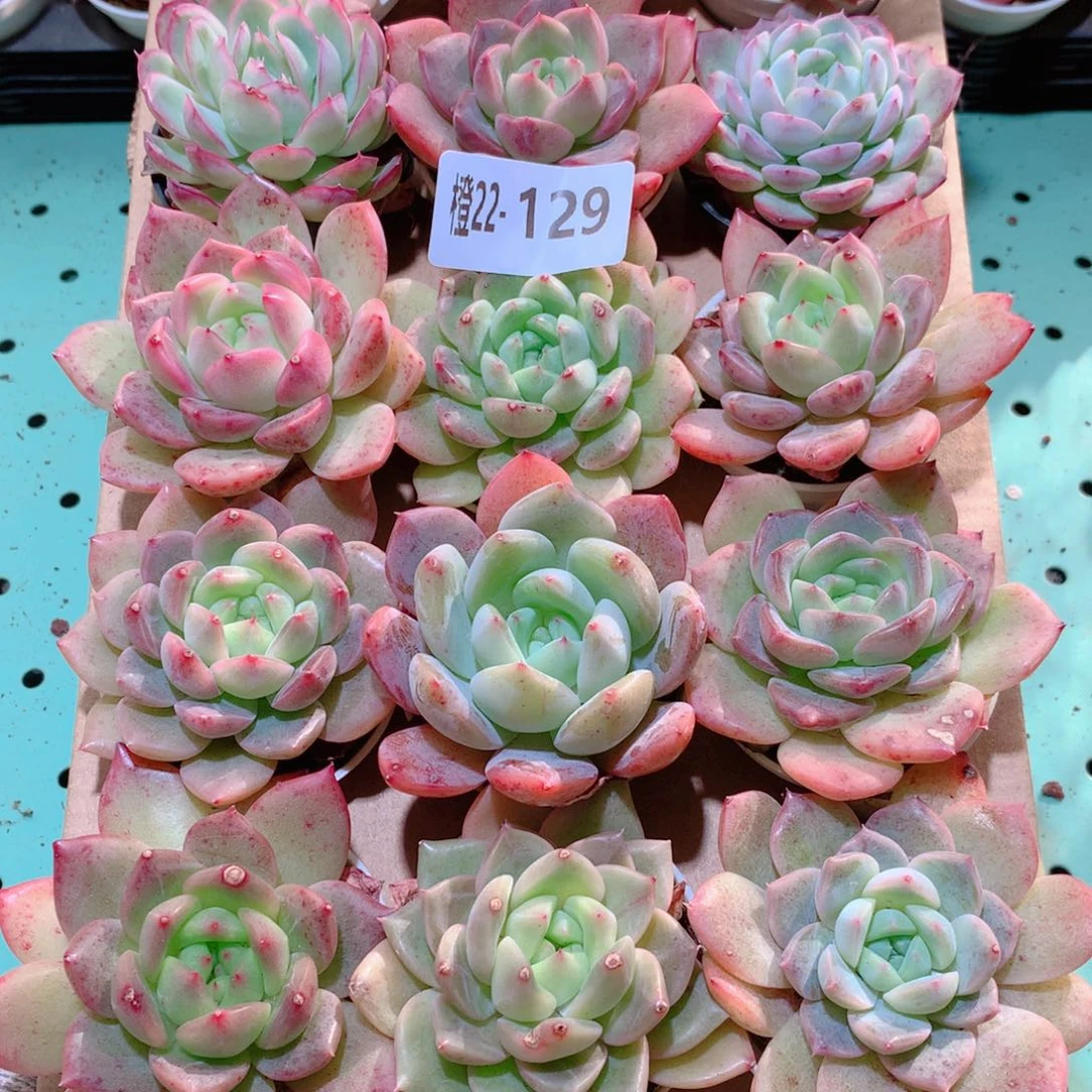 22-129一物一拍多肉带盆18颗