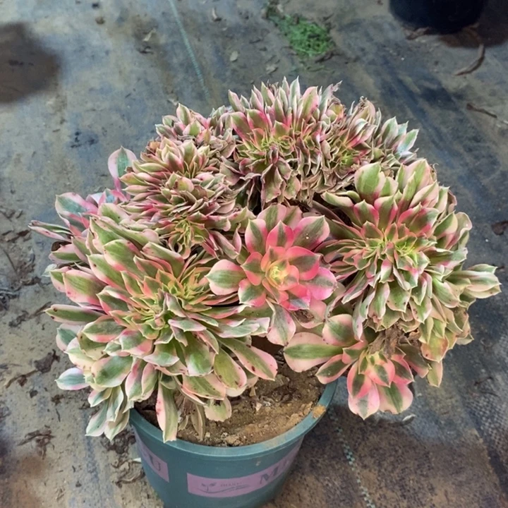 粉女巫缀多肉植物12