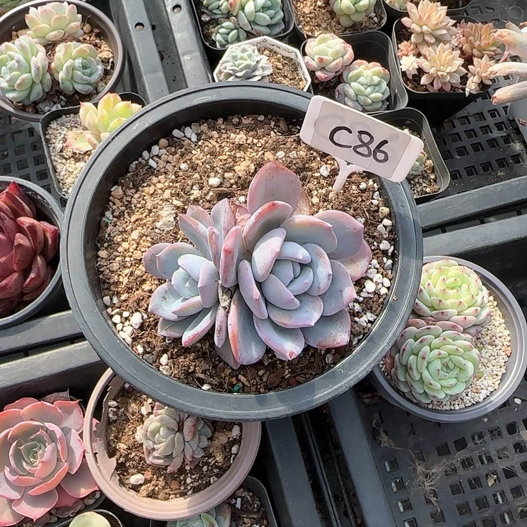 重****肉C86奶茶双头多肉植物