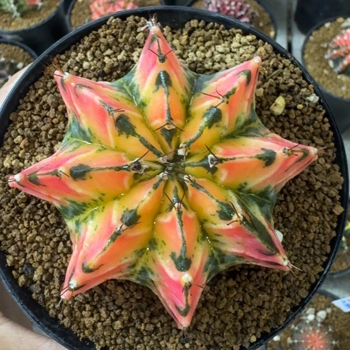 好看米哈锦福利漏