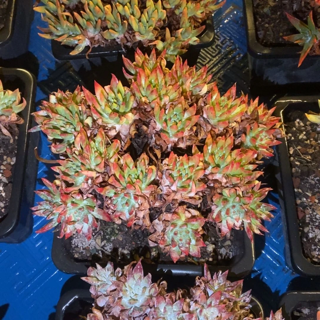 白雪多肉植物啦啦啦