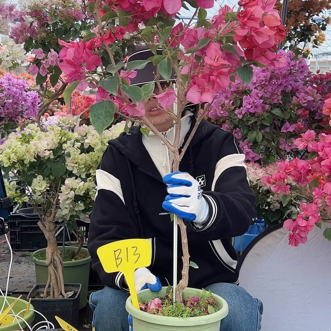 杨***英大部分花苞少量开放B13不甜西瓜