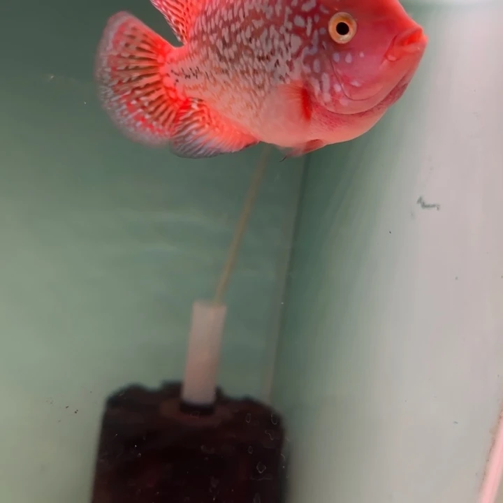 海水鱼泰国罗汉鱼古典金花