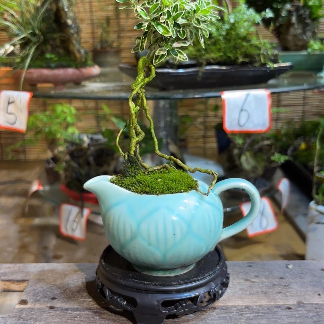 无花朵何**為退款拉黑一物一拍001