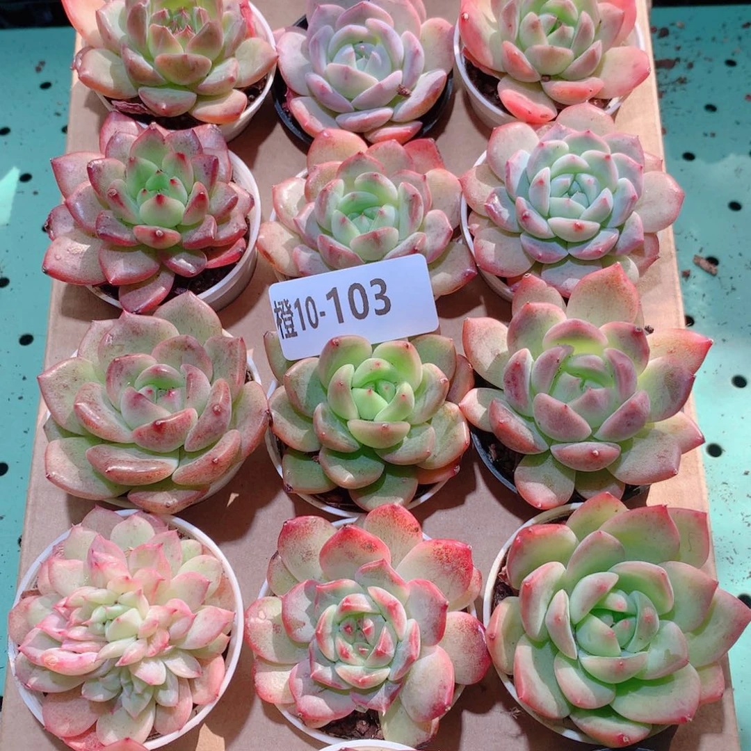 10-103一物一拍多肉带盆18颗