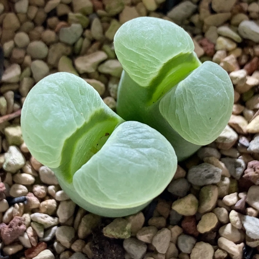 清新感大型pub 清新感大型pub