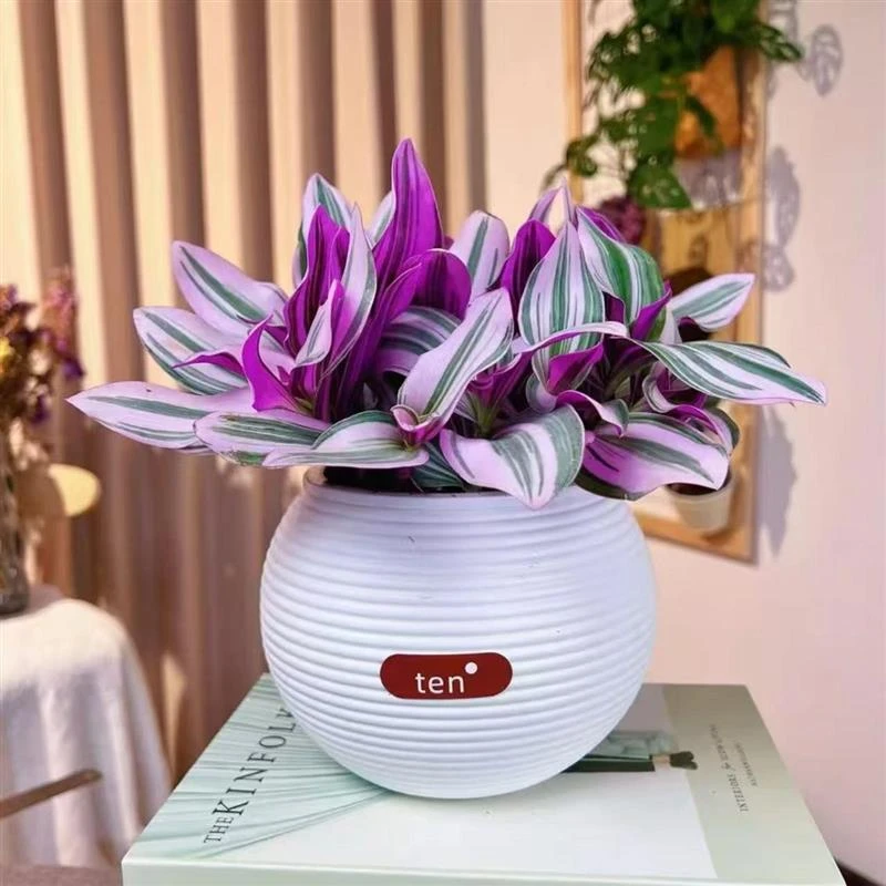 油画吊兰彩色垂吊室内盆栽办公室阳台吸甲醛可水培可扦插耐旱绿植