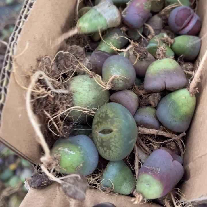 一箱拖土单头888888888888