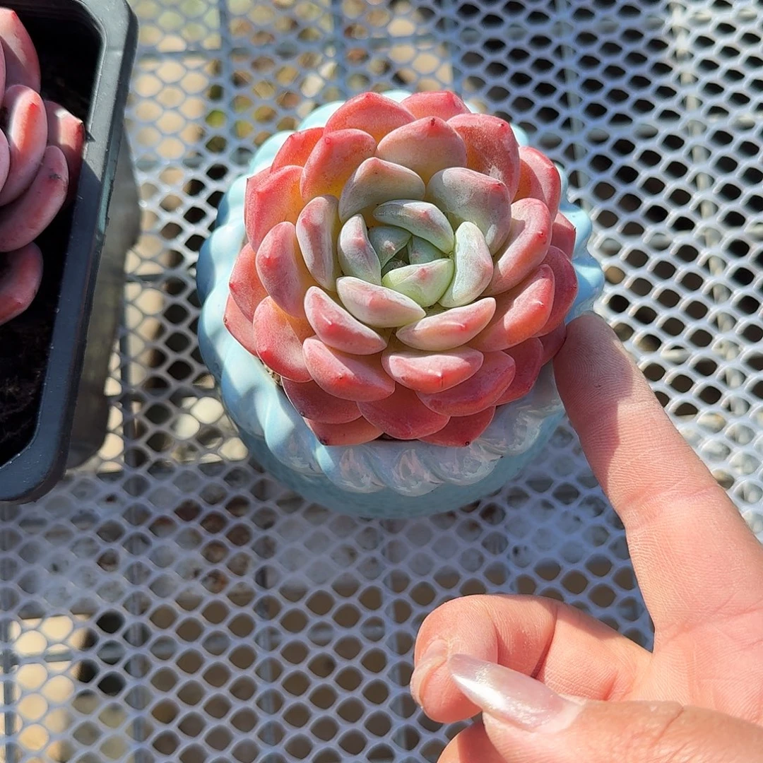 厚梦不带盆多肉植物