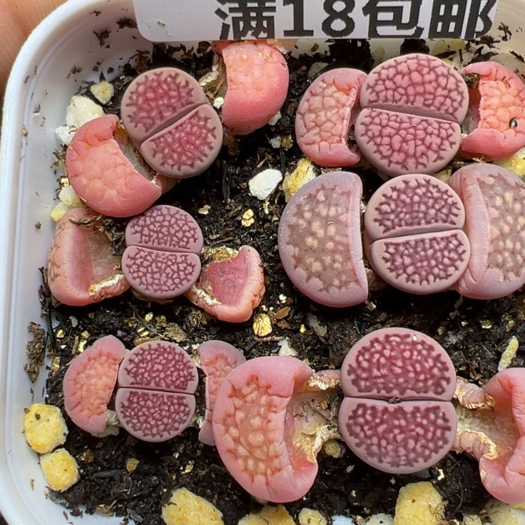 【闪购商品】164……