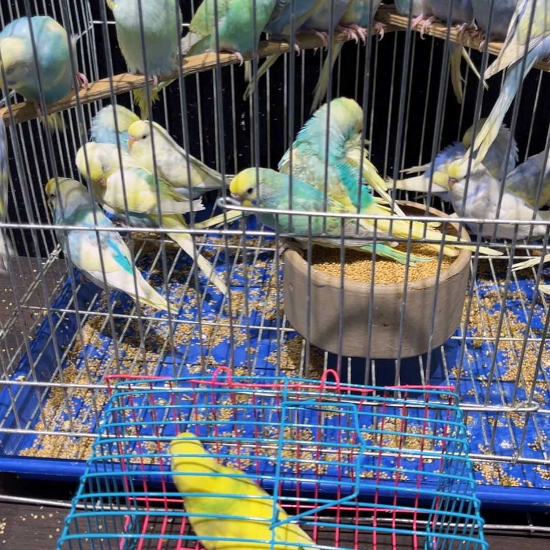 豫***迷虎皮鹦鹉金彩显虎皮鹦鹉母一物一拍不退换