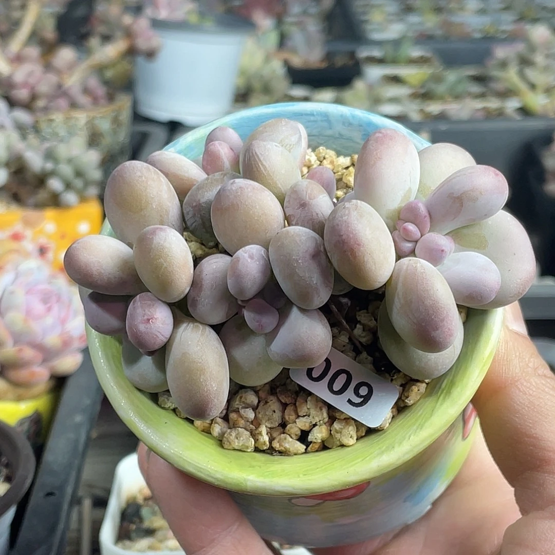 西瓜奶酪多肉植物