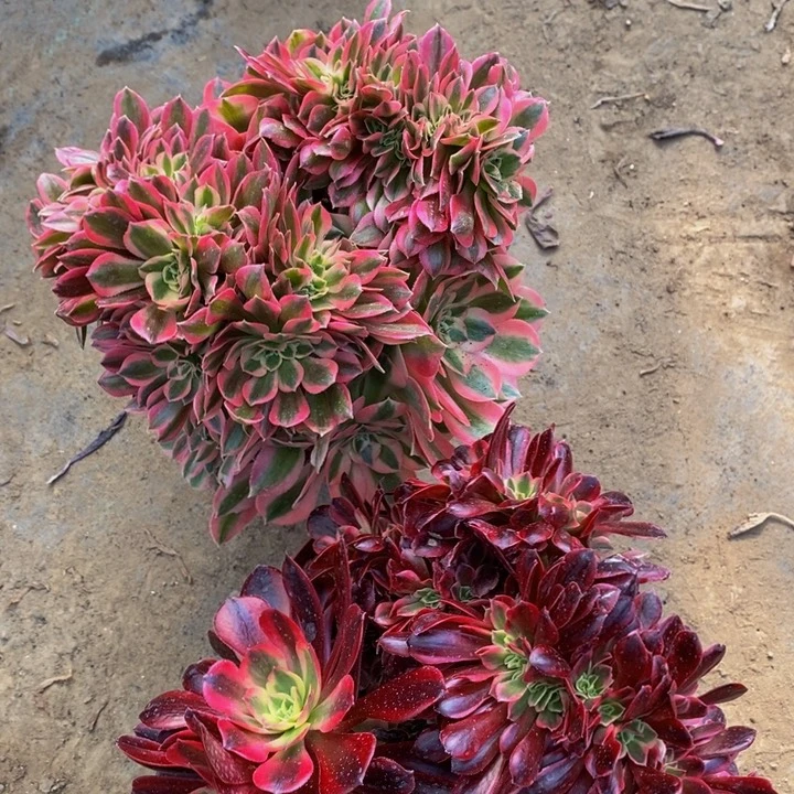 美杜莎加粉女巫一组