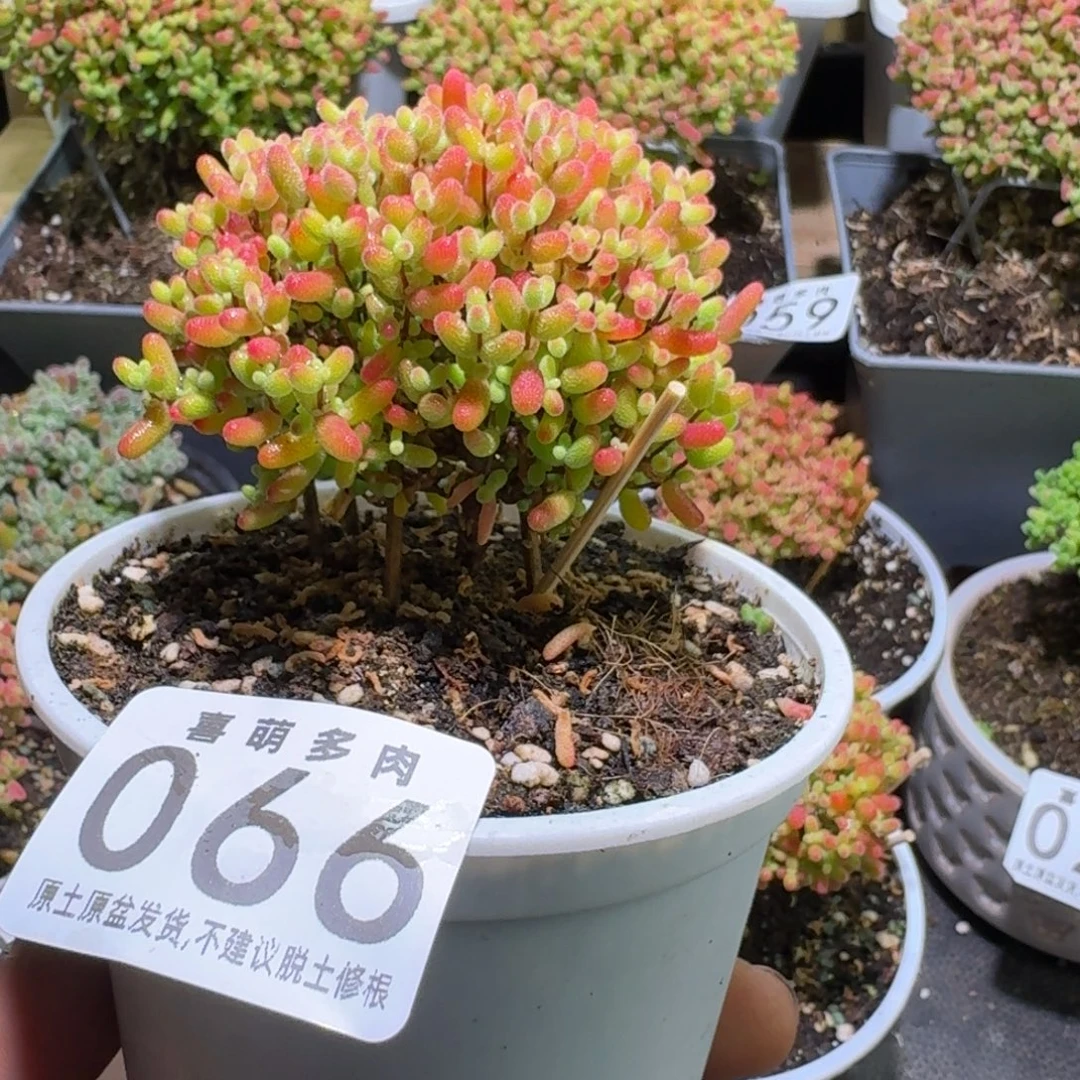 枝干番杏蜜橘糖球066