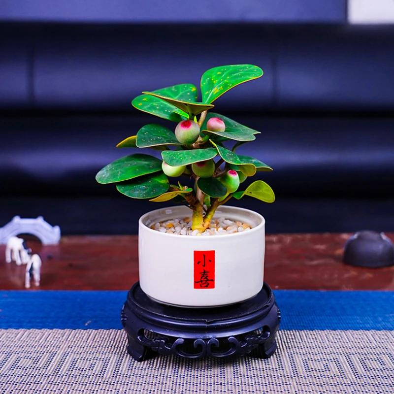 【带果】小盼菩提盆景盆栽中式禅意绿植盆景室内客厅茶桌办公室好养