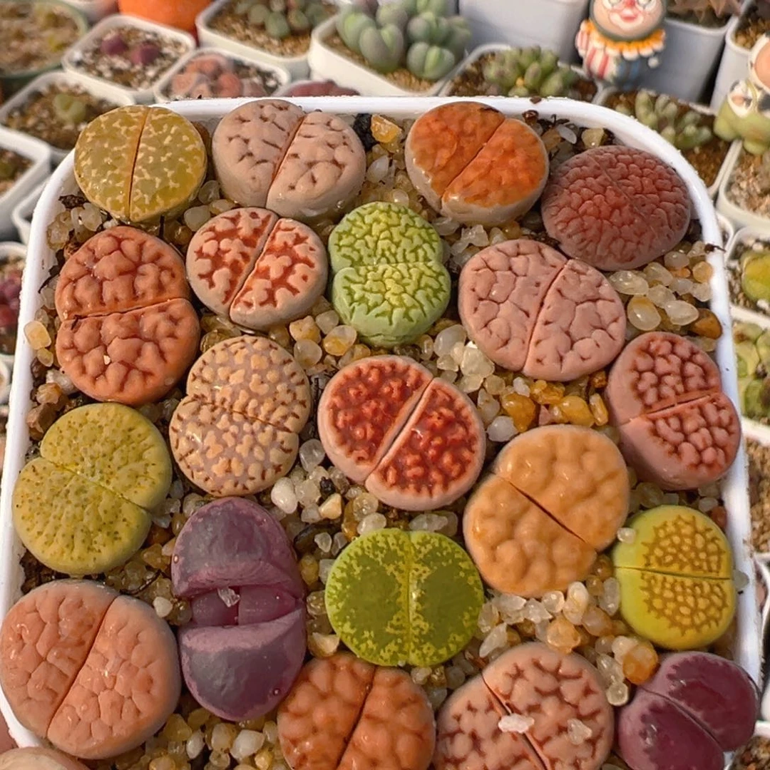 24多肉植物百科生石花彩套