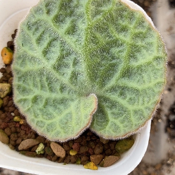 1498猪耳朵一颗。