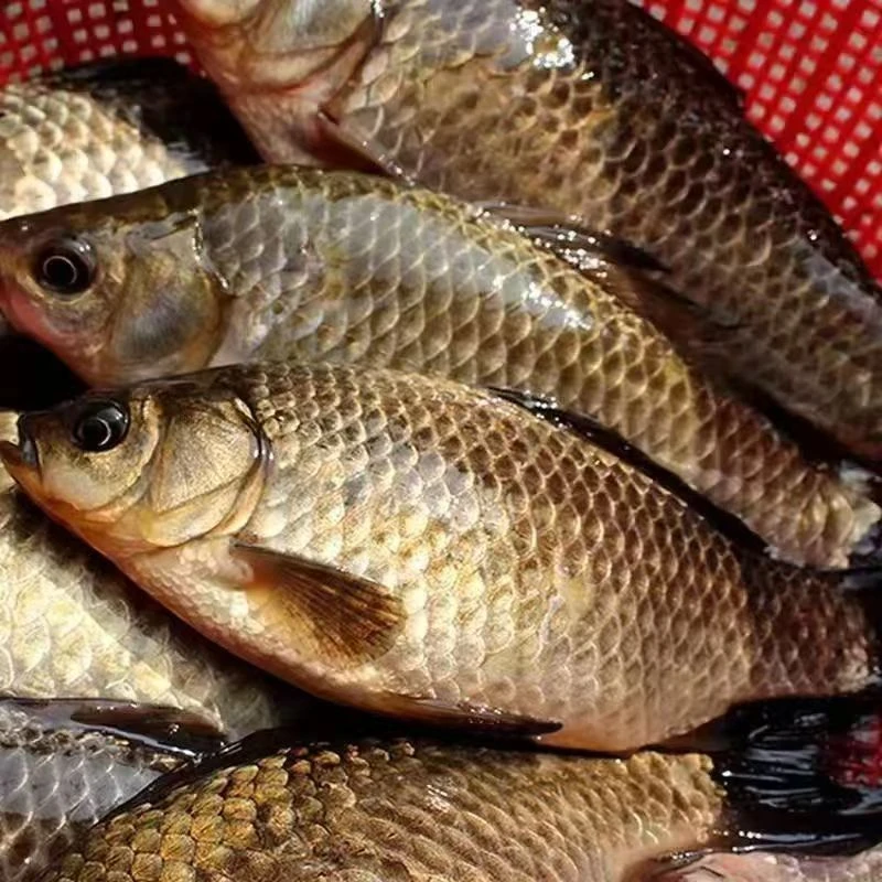 【冷链直达】纯野生新鲜鲫鱼活鱼现杀速冻新鲜现发炖汤补钙