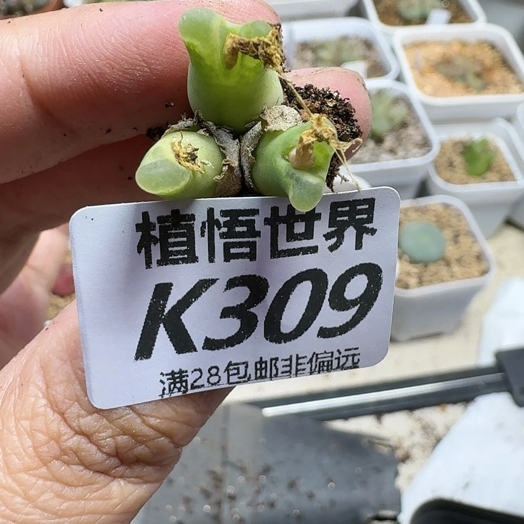 多肉W的人生的润泽gg