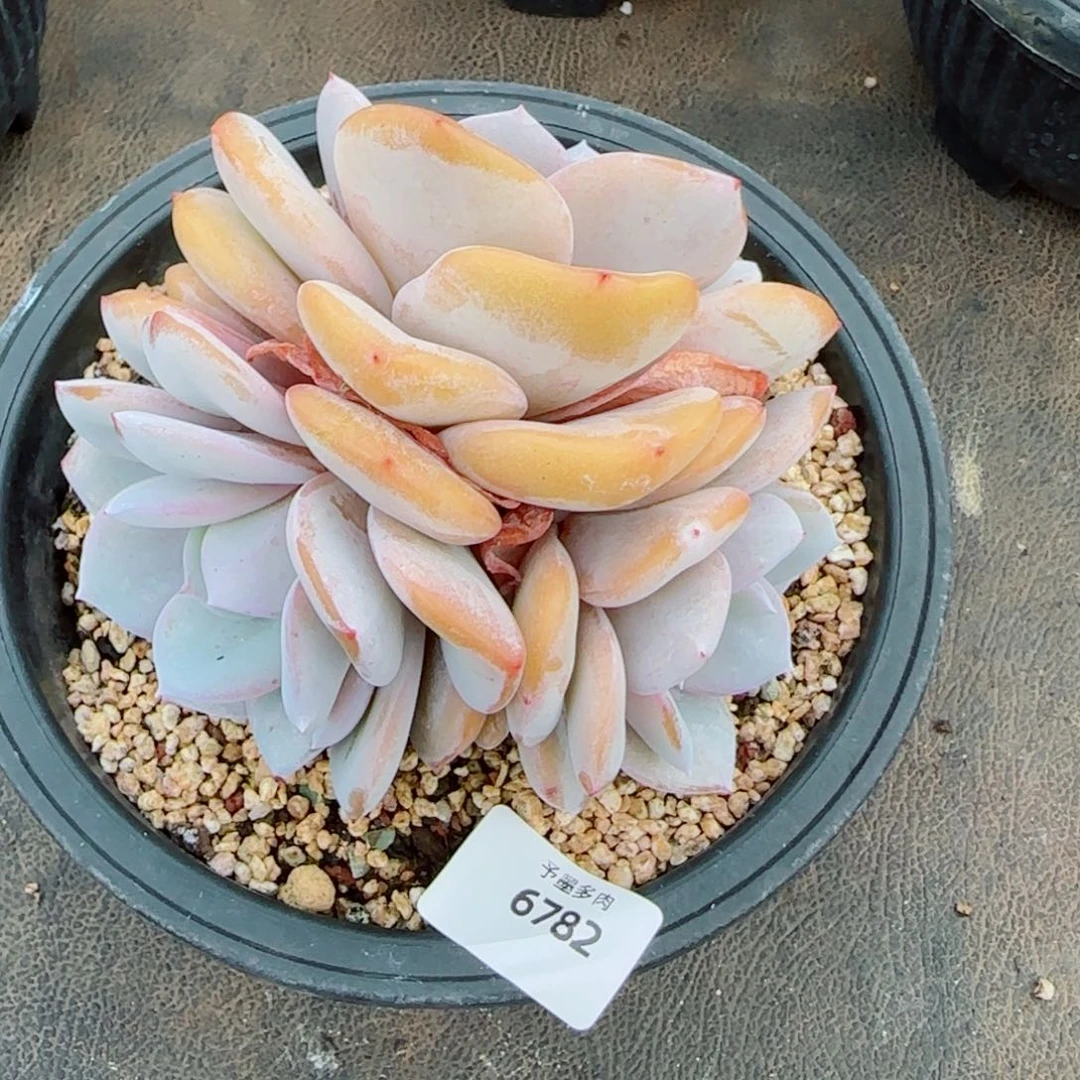 奶茶无砍，6782多肉植物