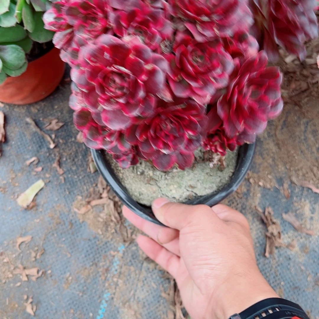 南***舍280纳福多肉植物法师多肉