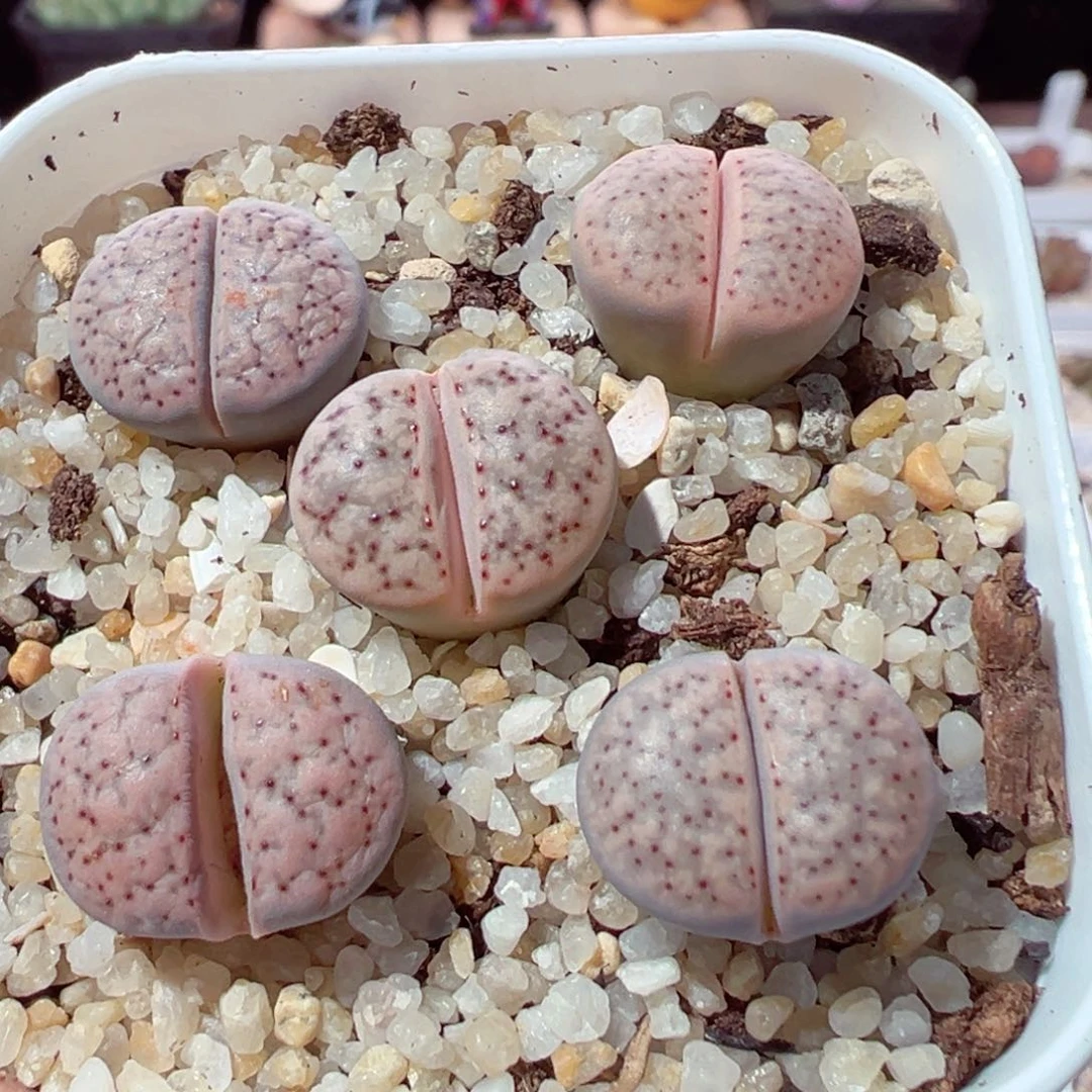 113-254.血点朝贡多肉