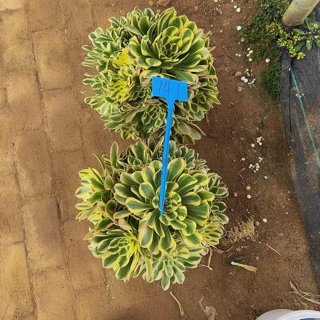 人*141两颗星哦哦哦