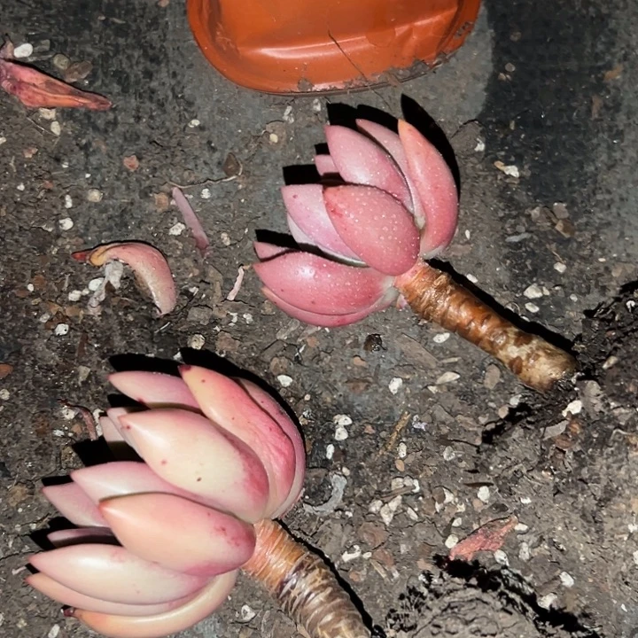 无花朵桃花源单头两盆。