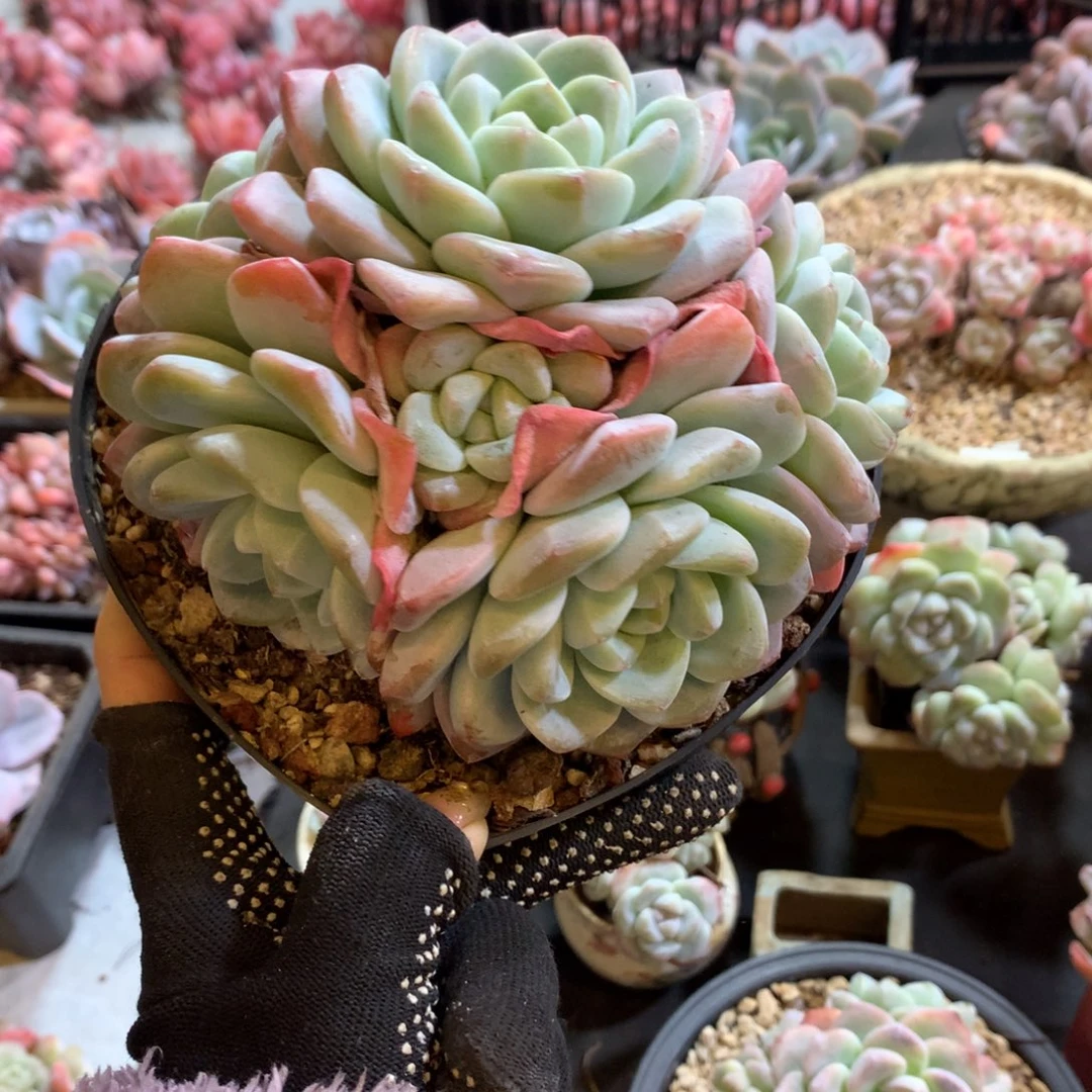 6头哈哈哈哈哈哈哈哈石榴籽