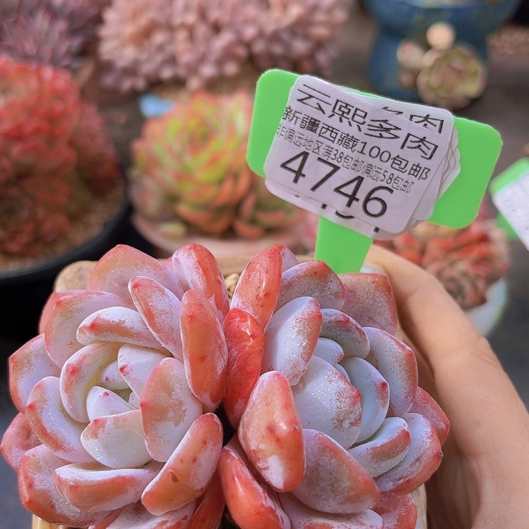 4746奶盖10cm 多肉植物