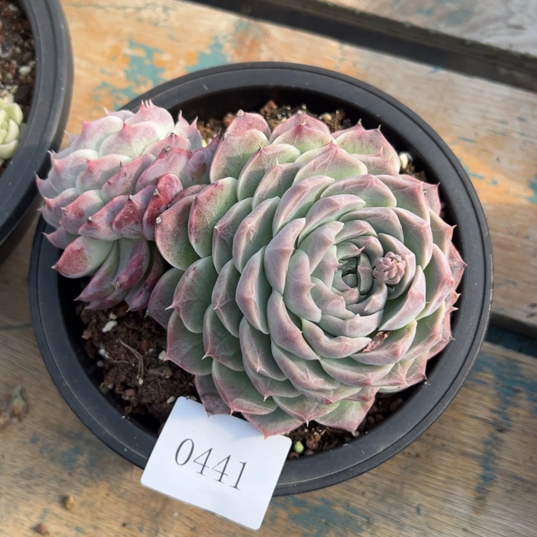 0441多肉多多多多不包整