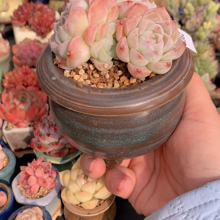 一物一拍含盆土满38包邮A362