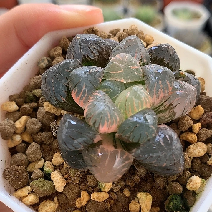 紫罗兰玉露锦带盆土发货