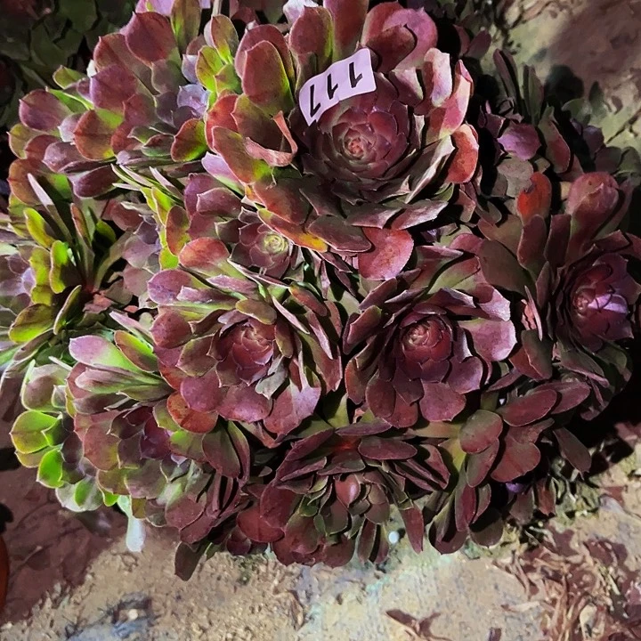 117变异多肉植物处理不售后