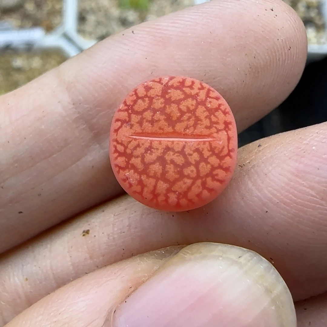 668日落杂富贵锦生石花大棚直播