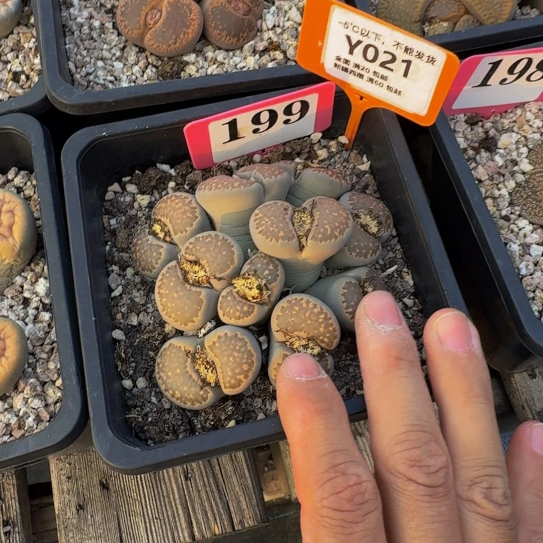 021 生石花大群生大群生