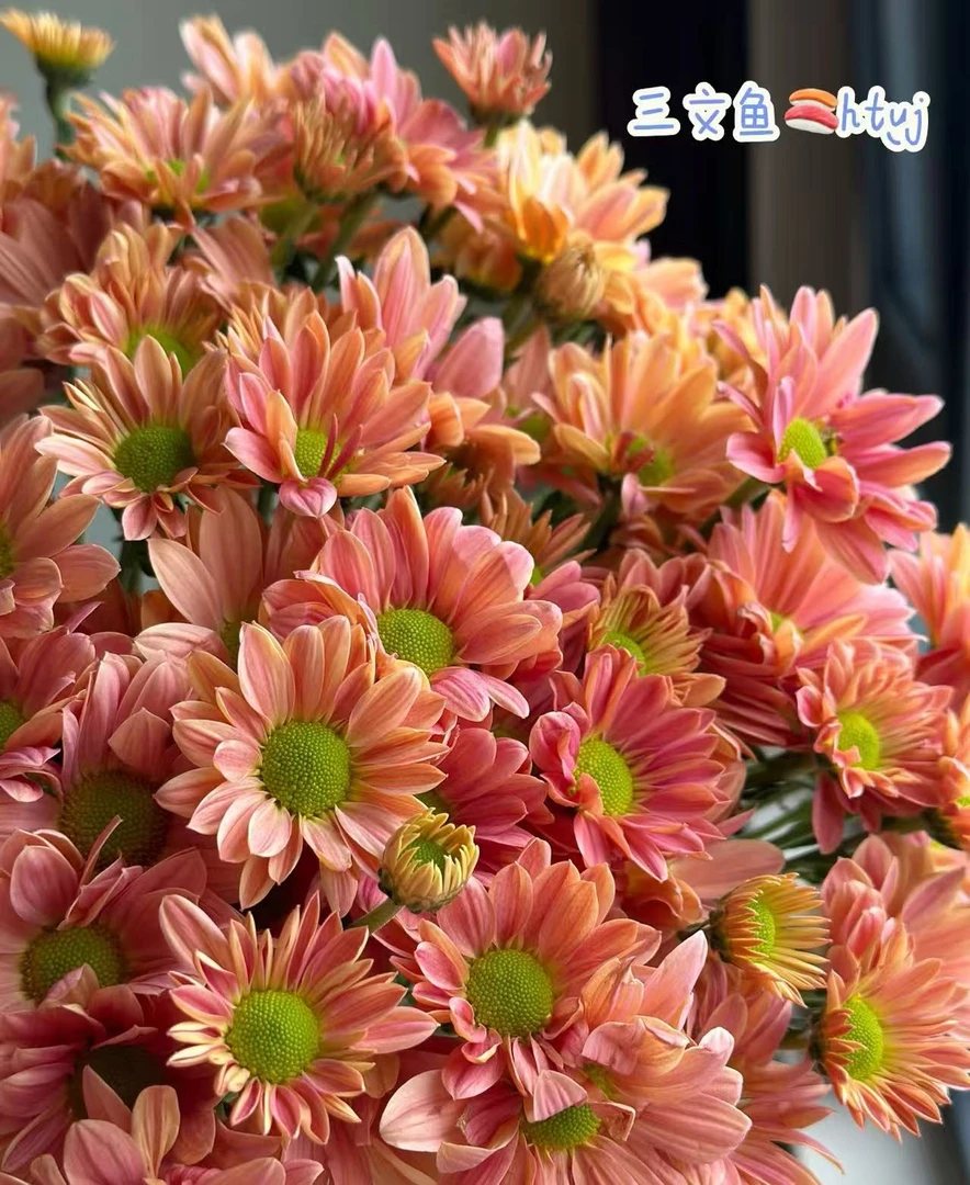 橙色三文鱼小雏菊-任意两单发顺丰或者德邦送货上门云南鲜花