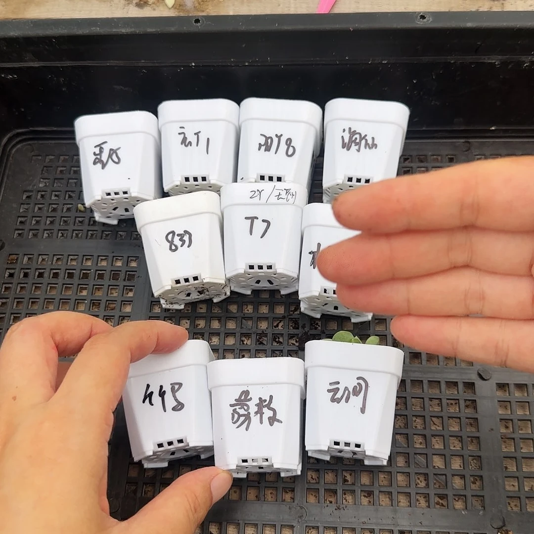 618甜心十个套餐加芝麻一个满25包邮