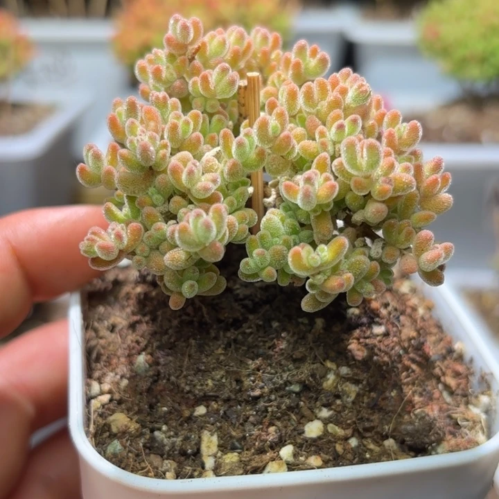 小*舟枝干番杏冰橙G026补差价