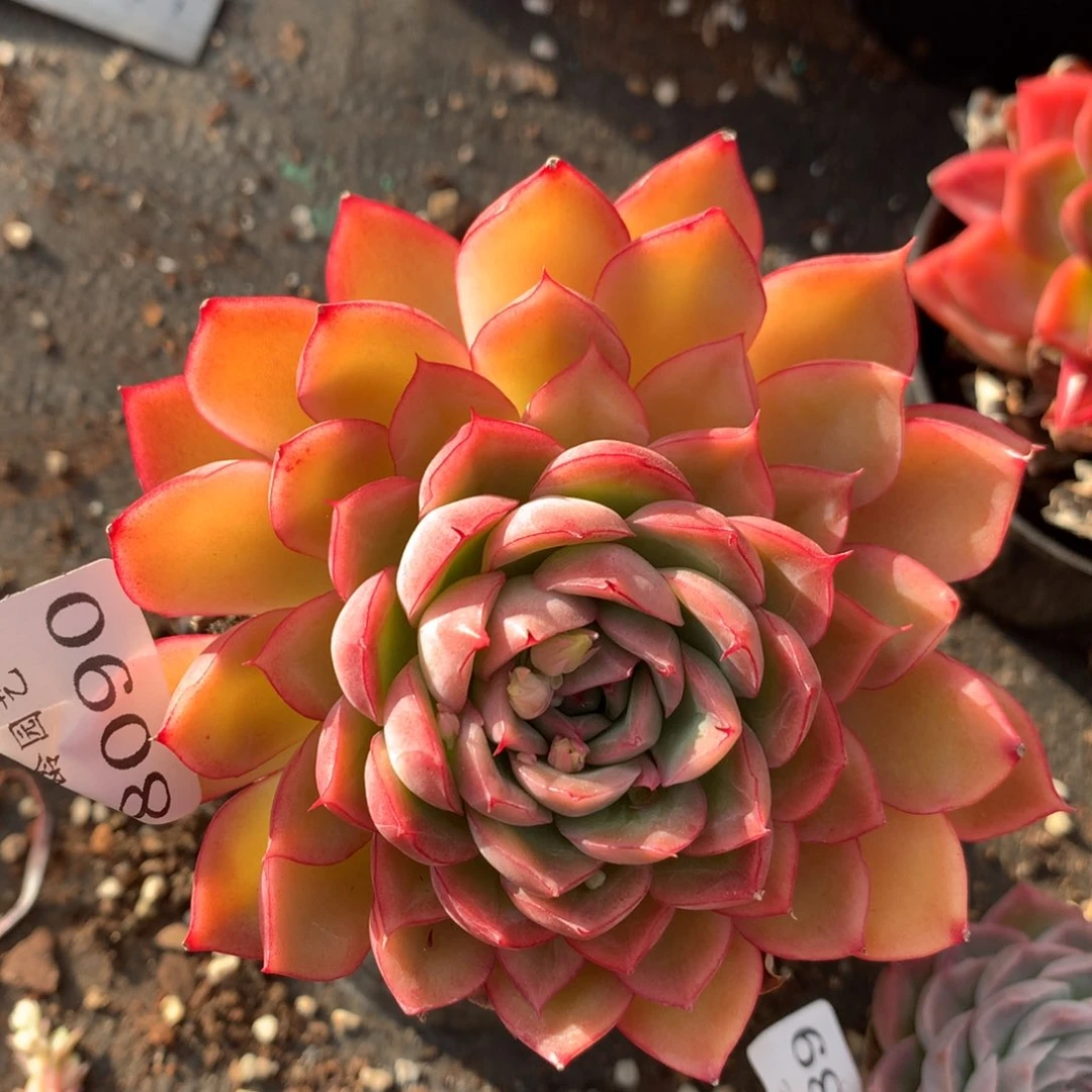 8090杂交多肉老桩