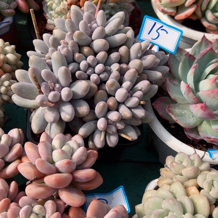 15汤圆平平安安健健康康