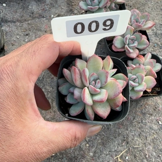 9号泡芙多肉多肉多