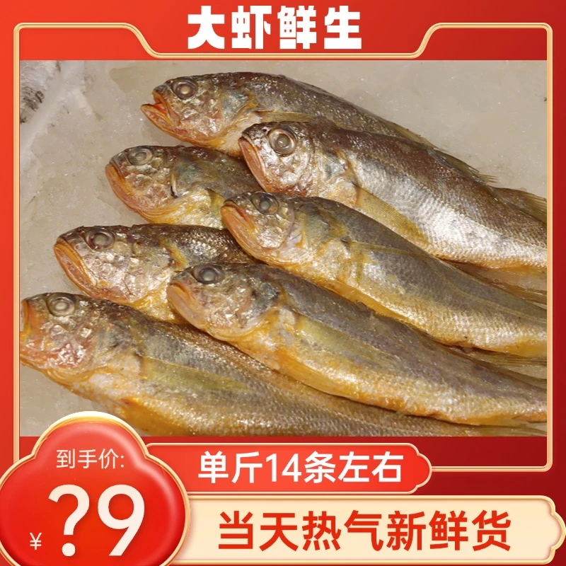 新鲜正宗野生小黄鱼