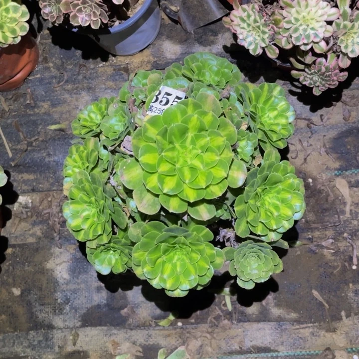翡翠琉璃多肉植物355