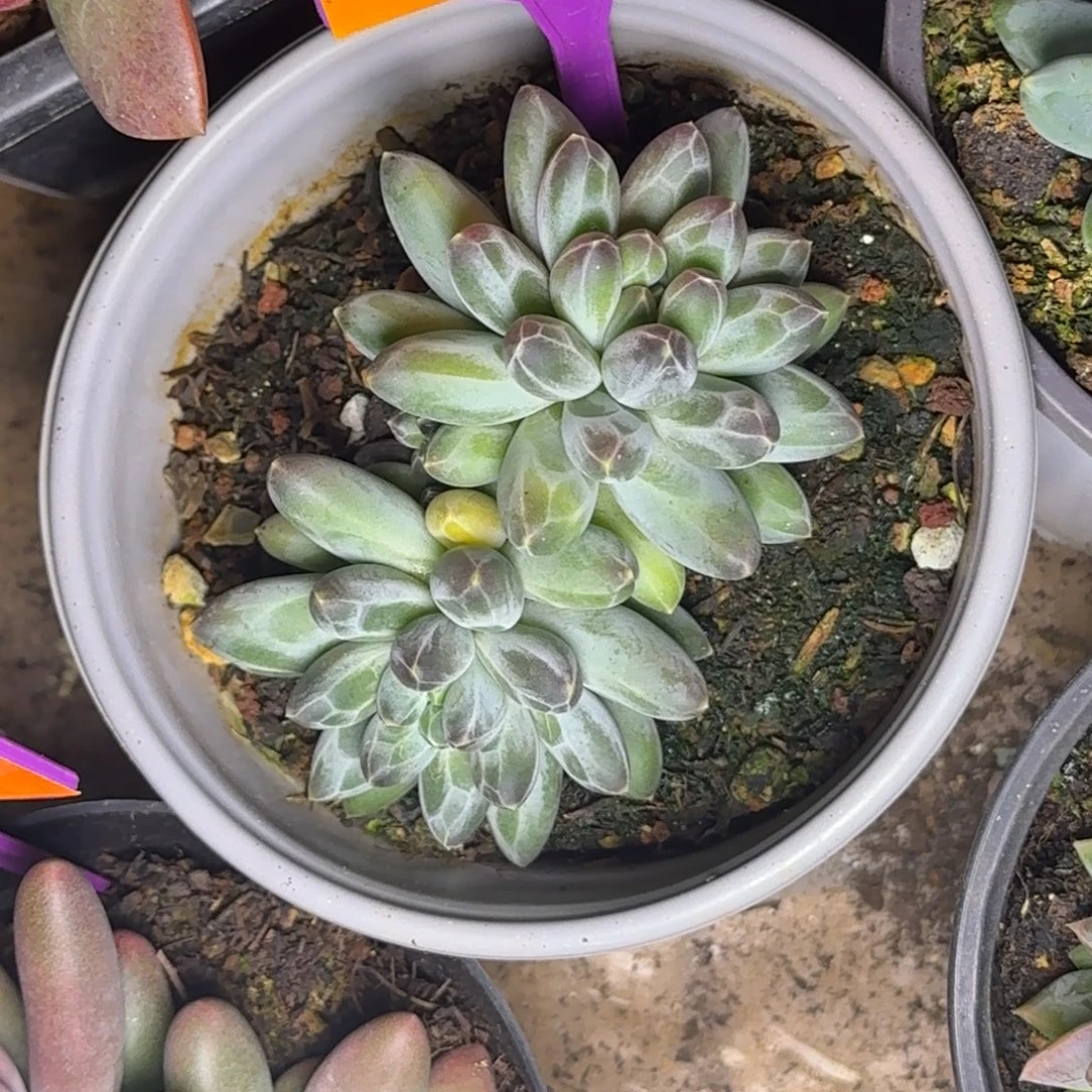 多肉植物申公豹452