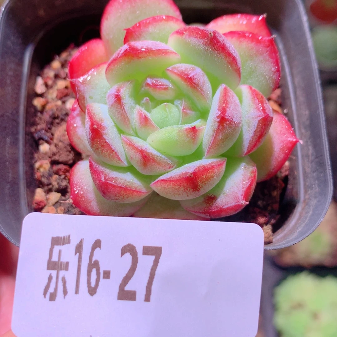 乐然16-27 新品 不包整