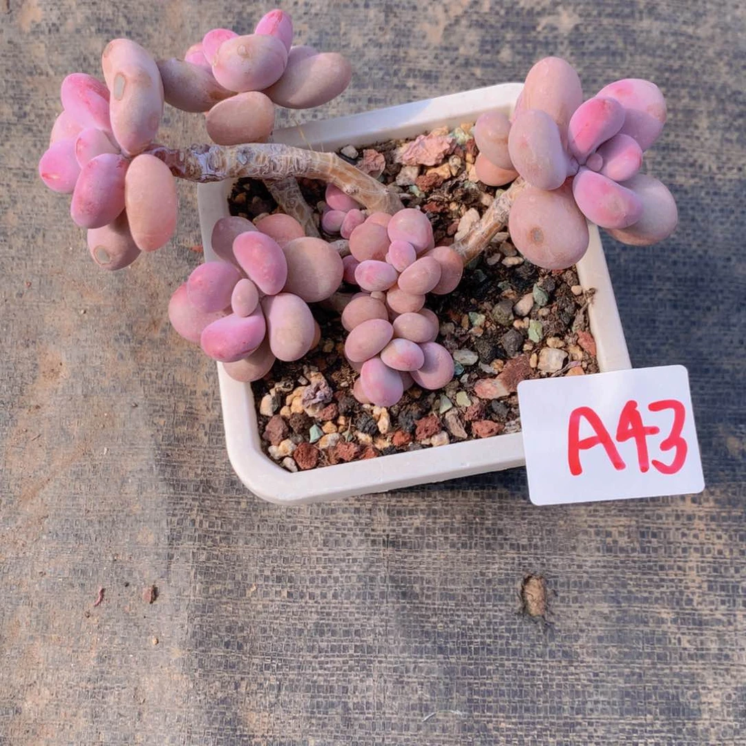 整****量桃蛋多肉植物43