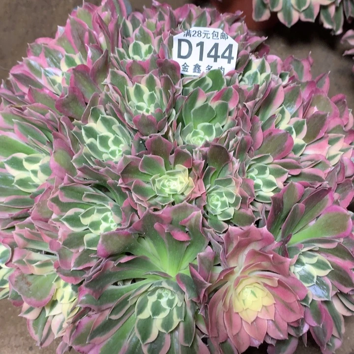 144多肉植物一物一拍