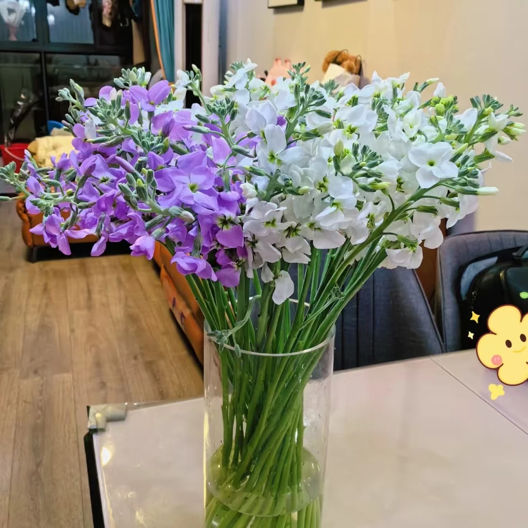 【单瓣紫罗兰】任意色单瓣紫罗兰 浓香型 | 全场任意满两单鲜花包邮